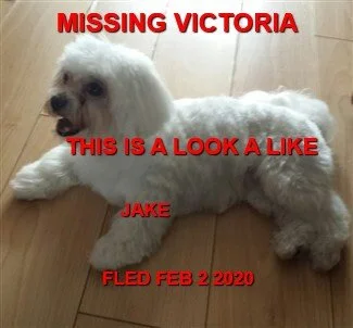 HAPPY TAILS - VICTORIA - FEB. 2, 2020