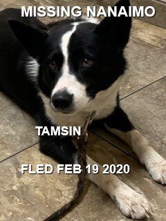HAPPY TAILS - NANAIMO - FEB 19, 2020