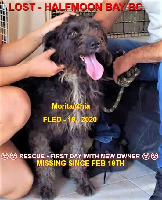 HAPPY TAILS - HALFMOON BAY - FEB 18, 2020