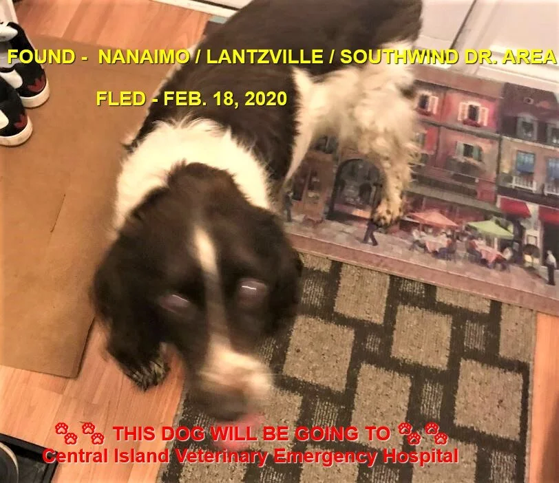 HAPPY TAILS - LANTZVILLE - FEB 18, 2020