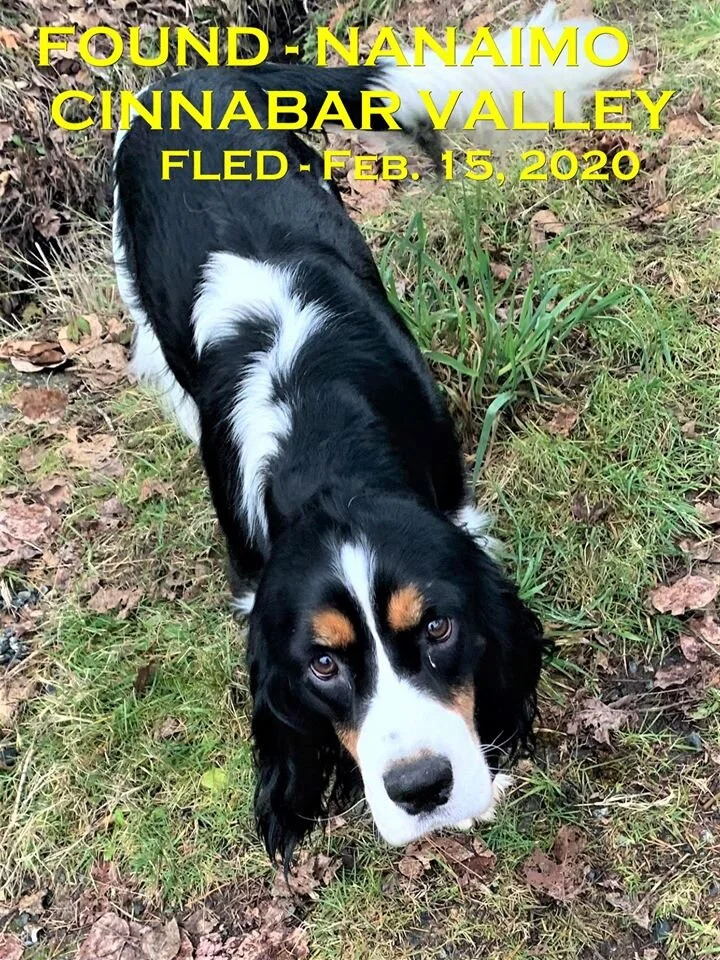 HAPPY TAILS - NANAIMO - FEB 15, 2020