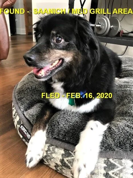 HAPPY TAILS - SAANICH - FEB. 16, 2020