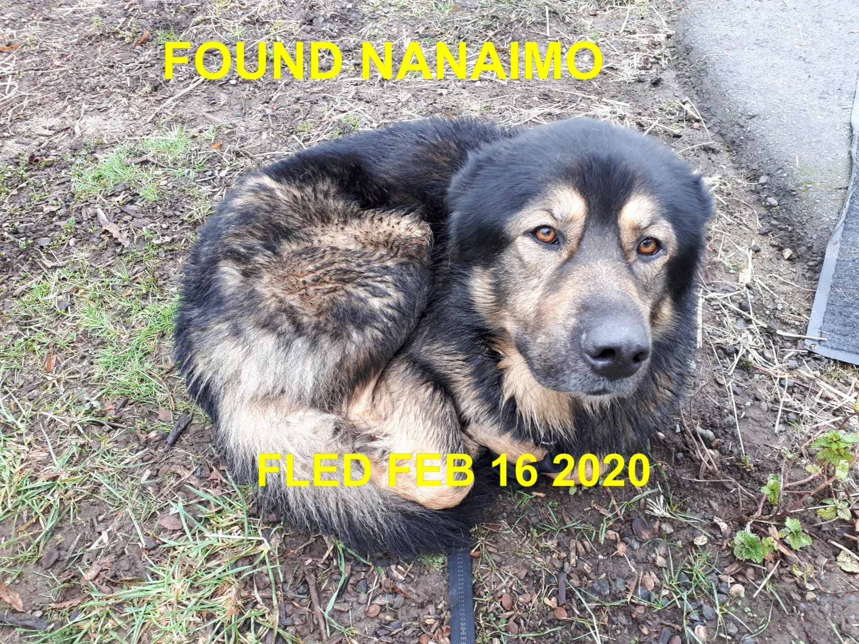 HAPPY TAILS - NANAIMO - FEB 16, 2020