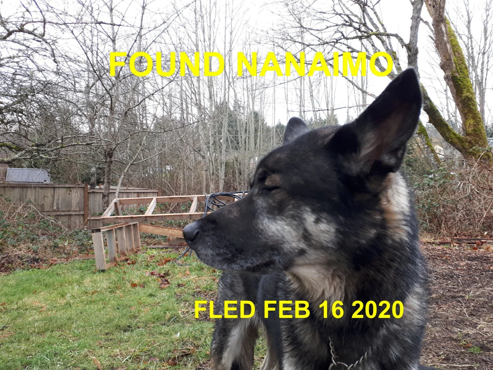 HAPPY TAILS - NANAIMO - FEB 16, 2020