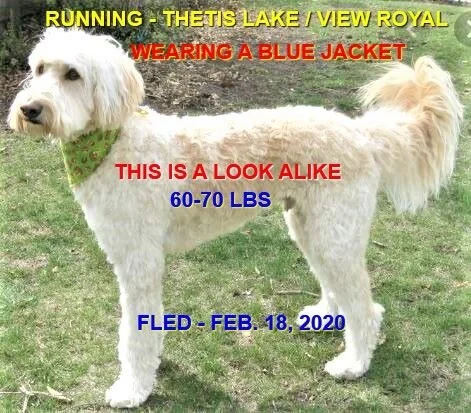 HAPPY TAILS - SAANICH BC - FEB. 18, 2020