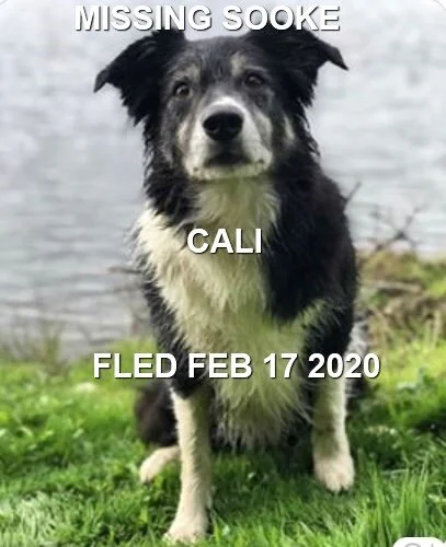 HAPPY TAILS - SOOKE BC - FEB. 17, 2020