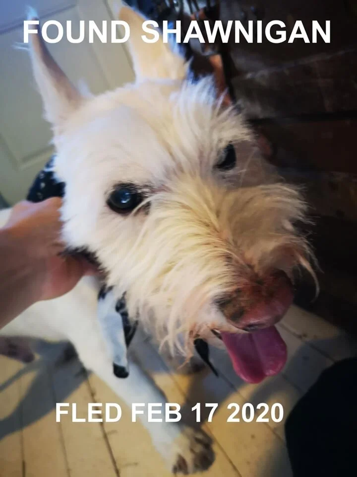 HAPPY TAILS - SHAWNIGAN LAKE BC - FEB 17, 2020