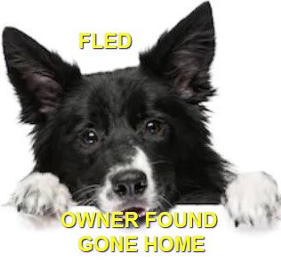 HAPPY TAILS - DEC. 13, 2020 - COMOX BC