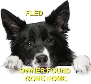 HAPPY TAILS - FEB. 2019 - OAK BAY BC