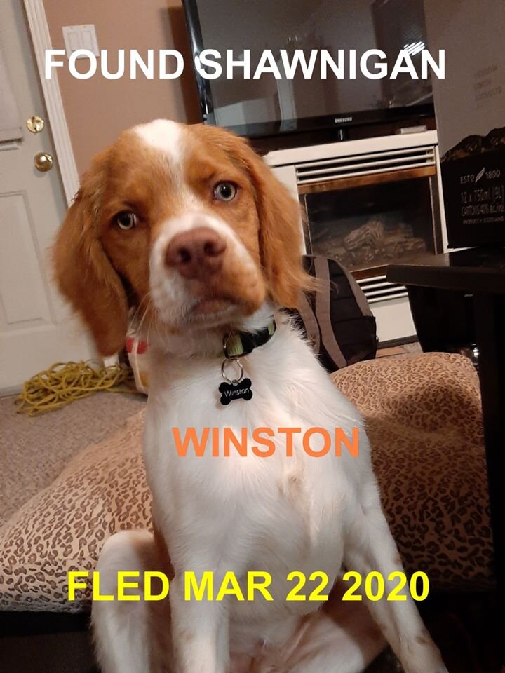 HAPPY TAIL - SHAWNIGAN LAKE - MAR. 22, 2020