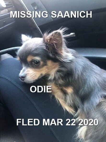 HAPPY TAILS - SAANICH -  MAR. 22, 2020