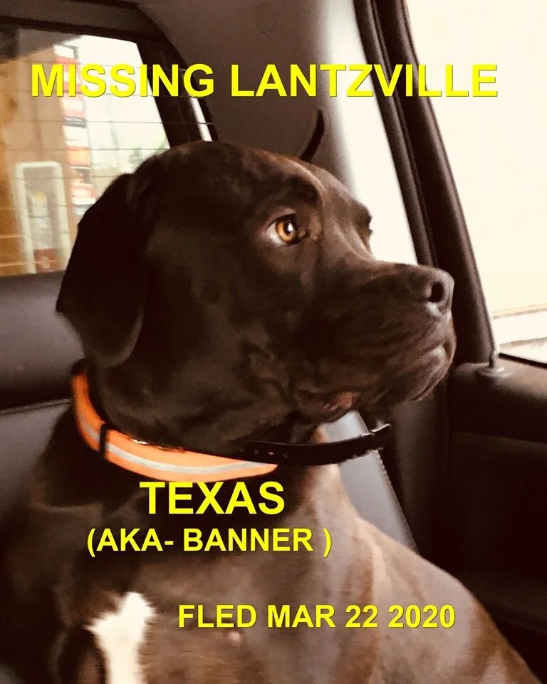 HAPPY TAILS - LANTSVILLE - MAR. 22, 2020