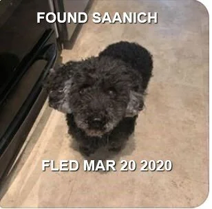 HAPPY TAILS - SAANICH - MAR. 20, 2020