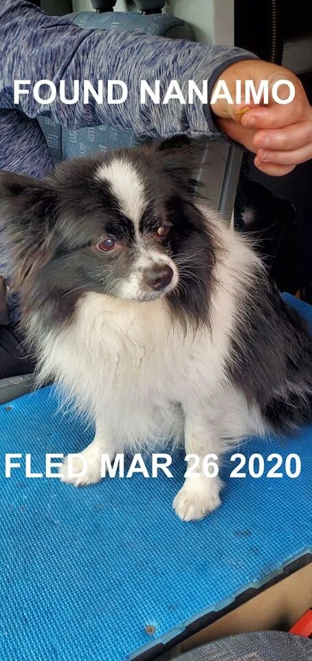 HAPPY TAILS  - NANAIMO - MAR 26, 2020