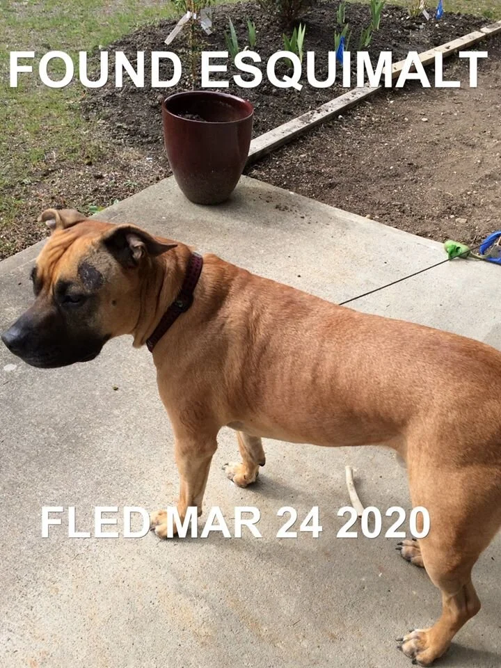 HAPPY TAILS - ESQUIMALT BC - MAR. 24, 2020