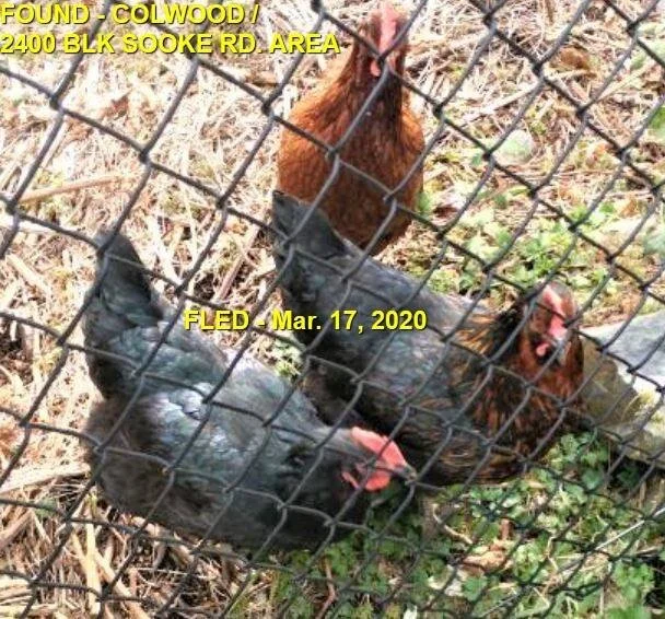 HAPPY BIRDS - COLWOOD BC - MAR. 17, 2020