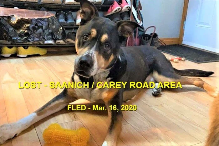 HAPPY TAILS - SAANICH BC - MAR. 17, 2020