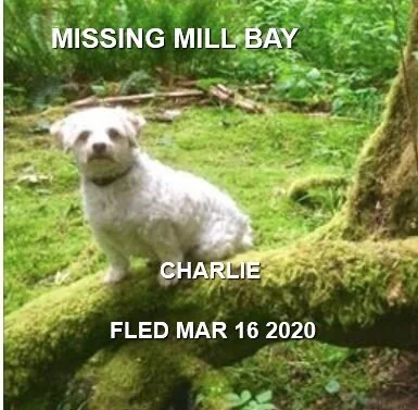 HAPPY TAILS - MILL BAY, BC - MAR. 15, 2020