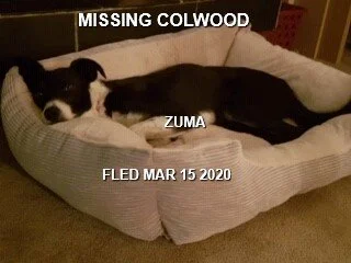 HAPPY TAILS - COLWOOD BC. - MAR. 15, 2020