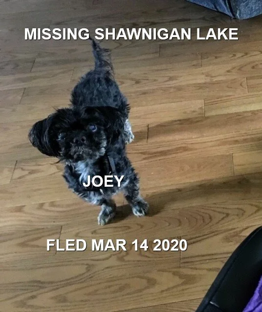 HAPPY TAILS - SHAWNIGAN LAKE BC - MAR. 14, 2020