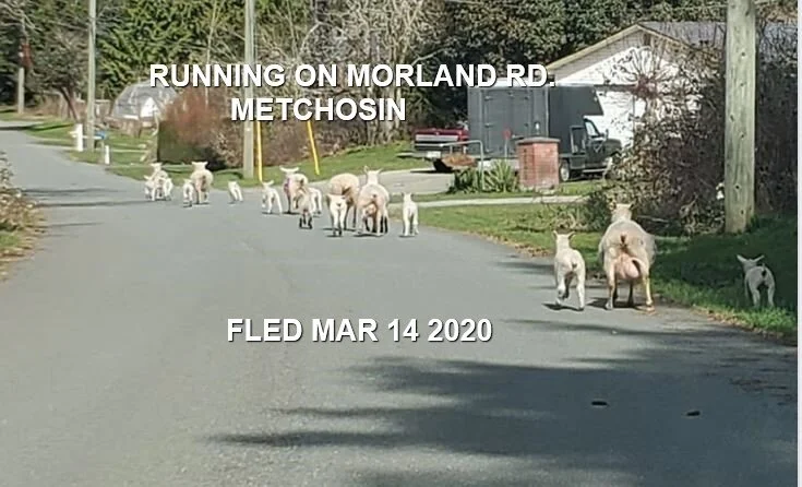 HAPPY TAILS - METCHOSIN BC - MAR. 14, 2020  (WE HANDLE THEM ALL)