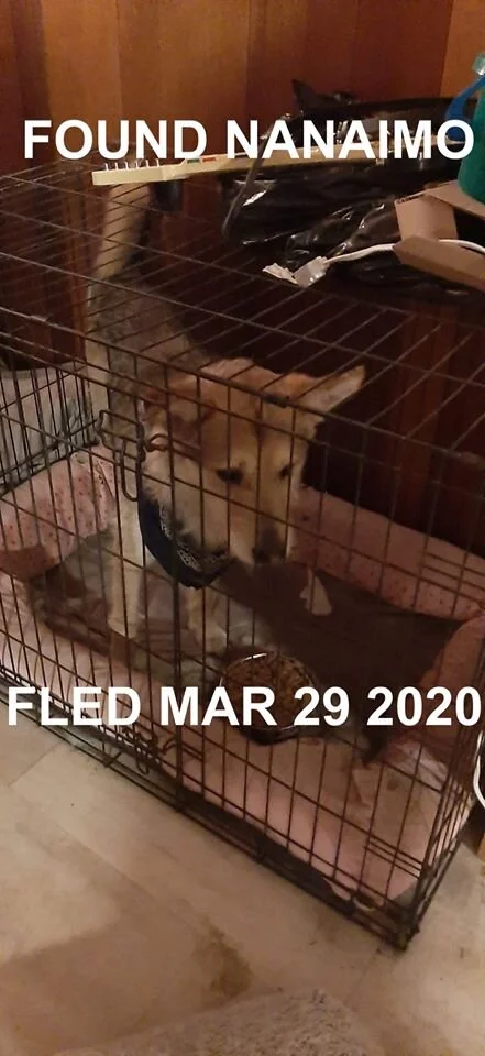 HAPPY TAILS - NANAIMO - MAR. 28, 2020