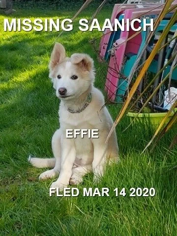 HAPPY TAILS - SAANICH, BC - MAR. 14,  2020