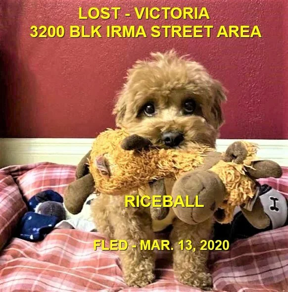 HAPPY TAILS - VICTORIA BC - MAR. 13,  2020