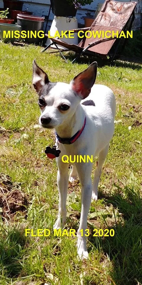RAINBOW BRIDGE - LAKE COWICHAN - MAR. 13, 2020