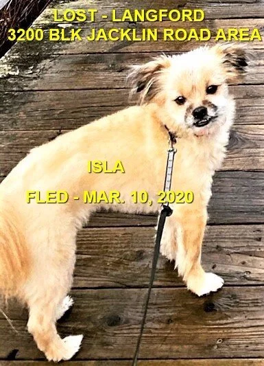 HAPPY TAILS - LANGFORD BC - MAR 13, 2020 (LOST 3 WEEKS)