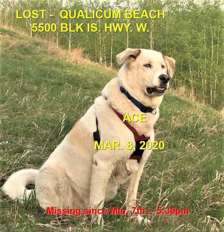 HAPPY TAILS - QUALICUM BEACH BC - MAR. 7, 2020