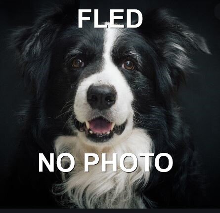 HAPPY TAILS - SHAWNIGAN LAKE BC - MAR. 7, 2020