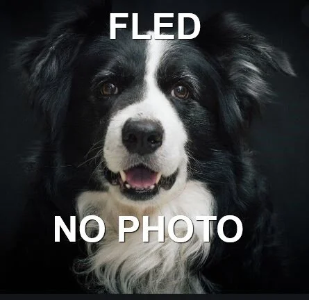 HAPPY TAILS - SAANICH BC - MAR. 7, 2020