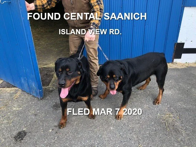 HAPPY TAILS - CENTRAL SAANICH BC - MAR. 7, 2020