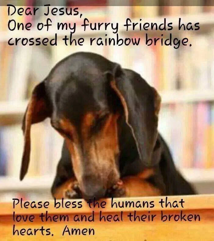 RAINBOW BRIDGE - MAR. 2020