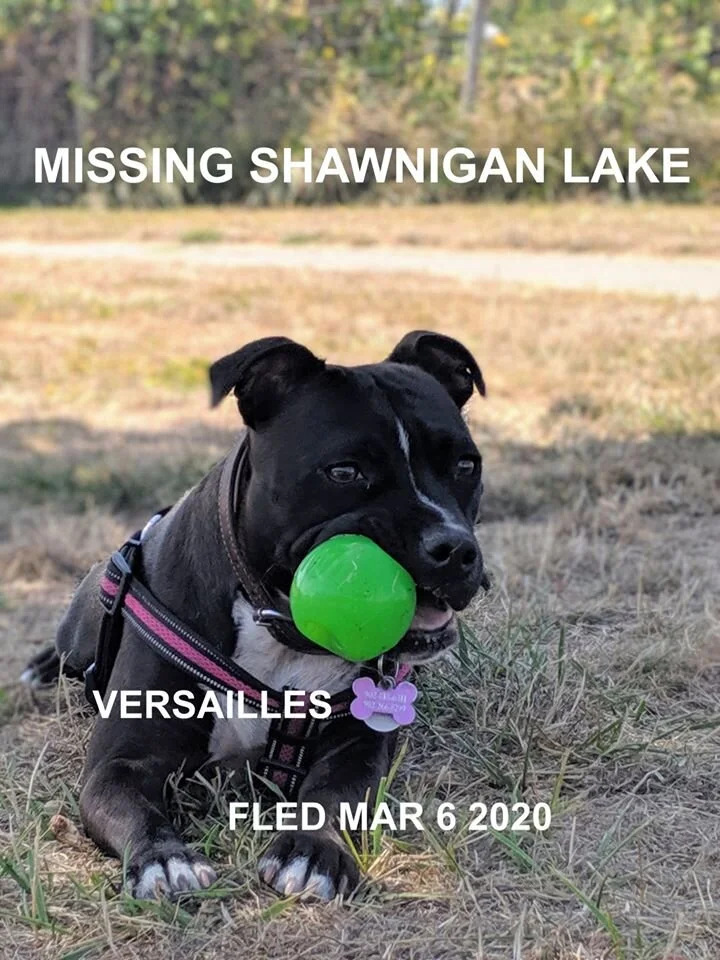 HAPPY TAILS - SHAWNIGAN LAKE BC - MAR. 6, 2020