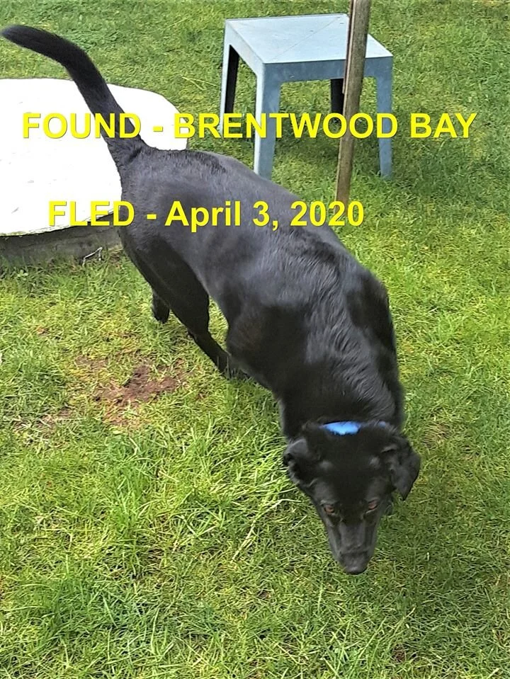 HAPPY TAILS - BRENTWOOD BAY BC - APR. 3, 2020