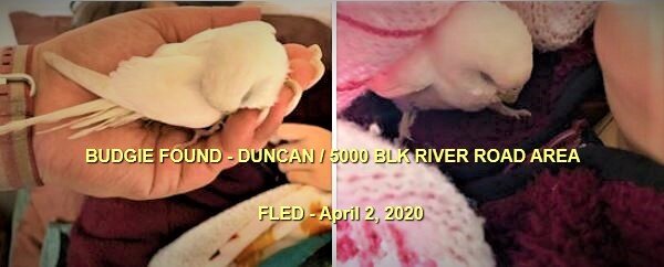 RAINBOW BRIDGE - APRIL 2020