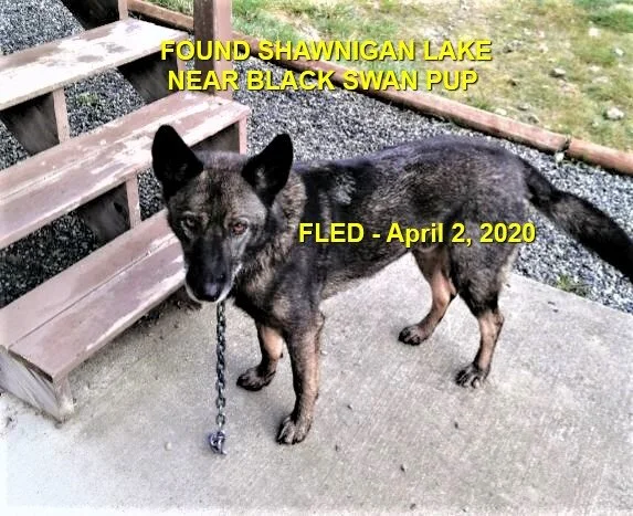 HAPPY TAILS - SHAWNIGAN LAKE BC - APR. 2, 2020