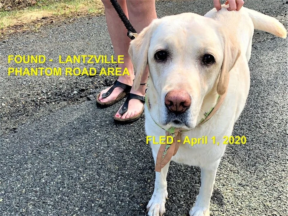 HAPPY TAILS - LANTZVILLE BC - APR. 1, 2020