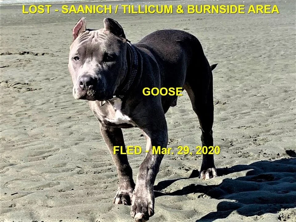 HAPPY TAILS - SAANICH BC - MAR. 29, 2020