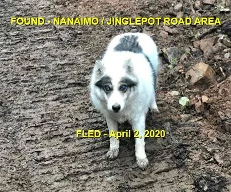 HAPPY TAILS - NANAIMO - APR. 2, 2020