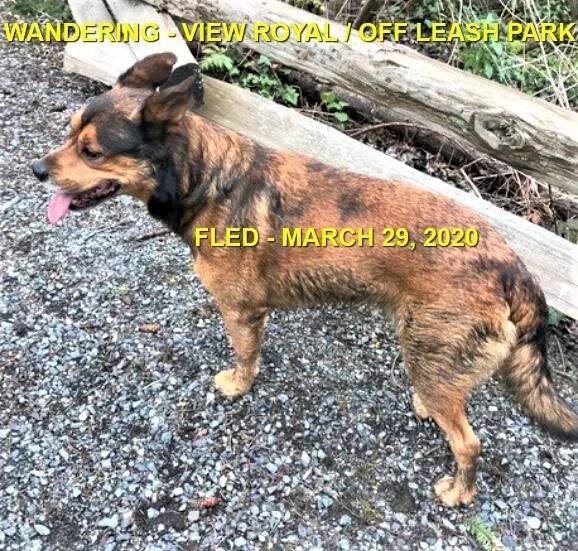 HAPPY TAILS - VIEW ROYAL BC - MAR. 29, 2020