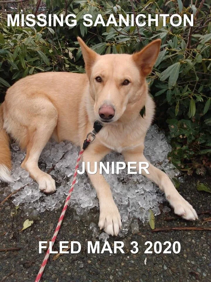 HAPPY TAILS - SAANICHTON - MAR. 3, 2020