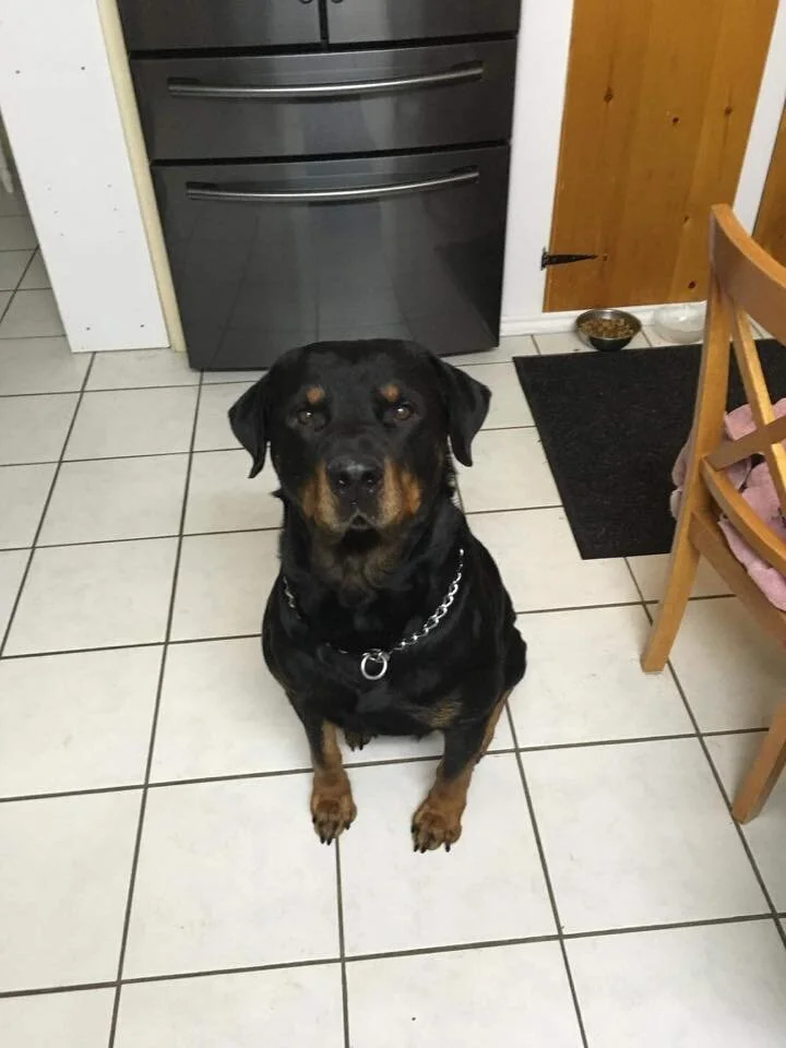 HAPPY TAILS - PORT RENFREW - FEB. 28, 2020