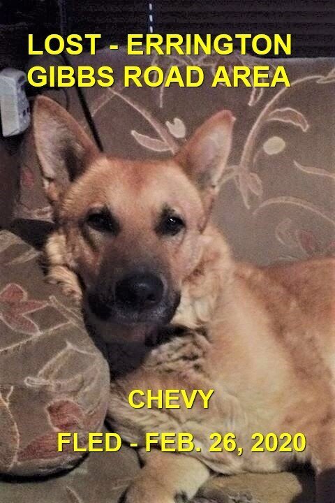 HAPPY TAILS - ERRINGTON BC - FEB. 26, 2020