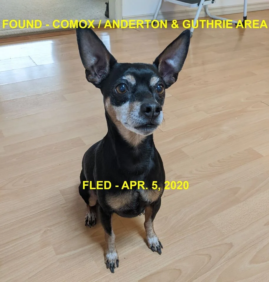 HAPPY TAILS - COMOX VALLEY BC - APR. 5, 2020