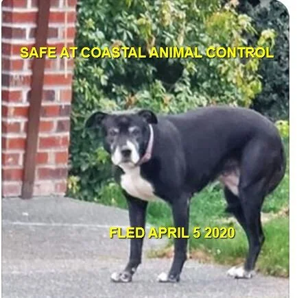 HAPPY TAILS - DUNCAN BC (MAPLE BAY) APR. 5, 2020