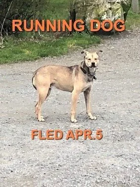 HAPPY TAILS - SAANICH BC  - APR. 5, 2020