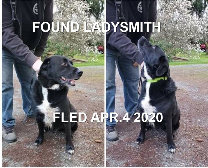 HAPPY TAILS - LADYSMITH BC - APR. 4, 2020